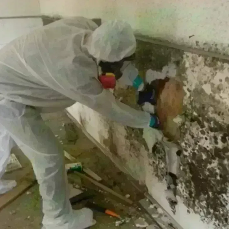 Mold Remediation and Removal in Comanche County, TX